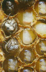 Bienenpuppen in verschiedenen Stadien