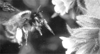 Auffallend bei Bienen sind die Sammelhaare vieler Weibchen