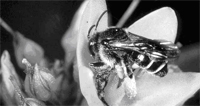 Bienen-sind-eine-viel¬gestaltige-Insektengruppe